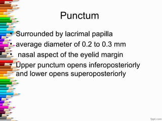 Punctum
• Surrounded by lacrimal papilla
• average diameter of 0.2 to 0.3 mm
• nasal aspect of the eyelid margin
• Upper punctum opens inferoposteriorly
and lower opens superoposteriorly
 