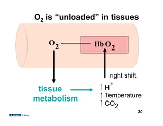 O2 is “unloaded” in tissues


             O
          Hb
O
              2
             2


                             right shift
                             +
           tissue
          H
                            Temperature
          metabolism
                            CO
2
                                       30
D’Alecy
 