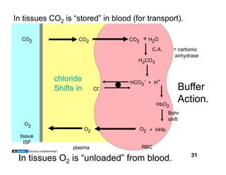 In tissues CO2 is “stored” in blood (for transport).

  CO2                          CO2            CO2    + H2O
                                                       C.A.      = carbonic
                                                                 anhydrase
                                                H2CO3


                       chloride               HCO3- + H+
                       Shifts in        Cl-                        Buffer
                                                          HbO2
                                                                   Action.
                                                               Bohr
                                                               shift
   O2
                                   O2               O2 + HHb
  tissue
    ISF
                             plasma                 RBC
      Source Undetermined
                                                                        31
 In tissues O2 is “unloaded” from blood.
 