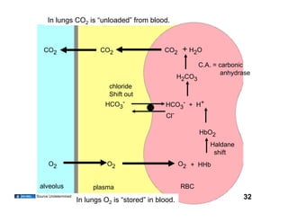 In lungs CO2 is “unloaded” from blood.



    CO2                       CO2                  CO2     + H2O
                                                                  C.A. = carbonic
                                                                          anhydrase
                                                          H2CO3
                                 chloride
                                 Shift out
                               HCO3-               HCO3- + H+
                                                    Cl-

                                                                  HbO2
                                                                     Haldane
                                                                      shift
      O2                        O2                        O2 + HHb


 alveolus                  plasma                         RBC
Source Undetermined
                      In lungs O2 is “stored” in blood.                         32
 