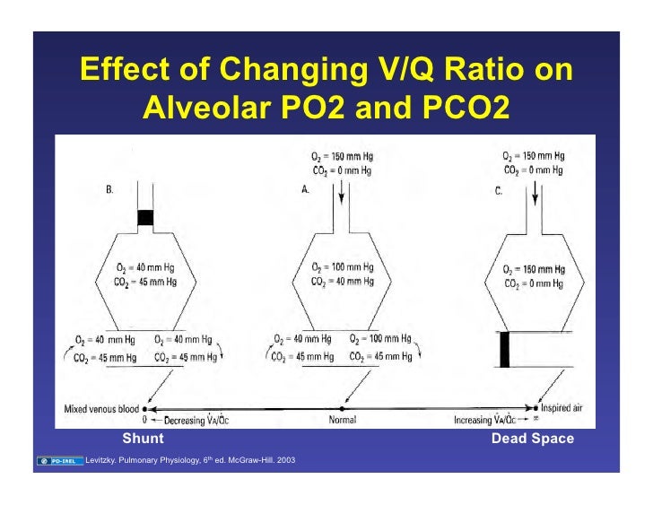 11.19.08 Ventilation/Perfusion Matching