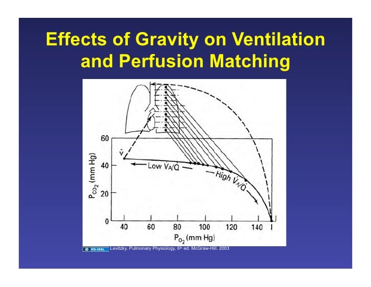 11.19.08 Ventilation/Perfusion Matching