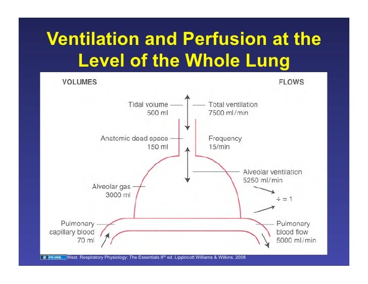 11.19.08 Ventilation/Perfusion Matching