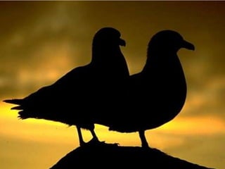 -+The Pair SystemTextbook of God’s Nature