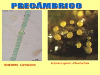 Anabaena sperica - Cianobacteria
Mixobacteria - Cianobacteria
 