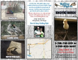 KOLLING PHARM offers the
widest selection of exotic birds. Eggs
are also available for purchase in
season. Call for more info and to
pre-book and to place orders.
Phone 1-785-761-5111 or 1-785-922-6457
Email: kollingpharm@yahoo.com
Web: www.kollingpharm.com

EXOTIC BIRDS

2031 2200 Ave.
Chapman, KS 67431

Dev & Gary Kolling Rph

1-785-761-5111 or
1-785-922-6457
2031 2200 AVE
~

CHAPMAN, KS 67431
kollingpharm@yahoo.com
Web:www.kollingpharm.com

 