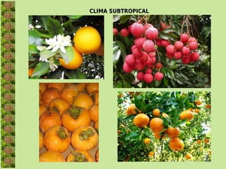 CLIMA SUBTROPICAL
 