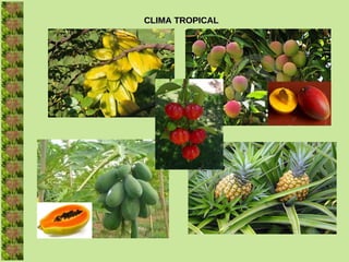CLIMA TROPICAL
 