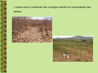  muitas vezes o ambiente não consegue atender às necessidades das
plantas
 