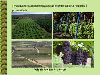  mas quando suas necessidades são supridas a planta responde à
produtividade




                  Vale do Rio São Francisco
 