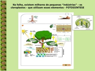 Na folha, existem milhares de pequenas “indústrias” – os
cloroplastos – que utilizam esses elementos - FOTOSSÍNTESE
 
