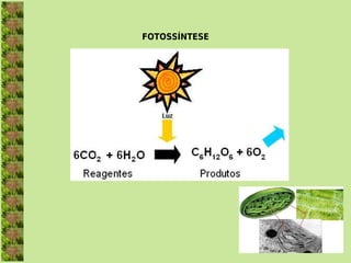 FOTOSSÍNTESE
 