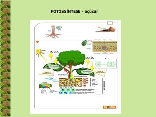 FOTOSSÍNTESE – açúcar
 