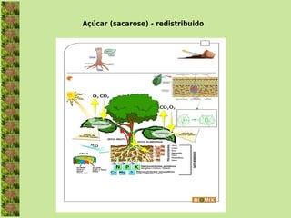Açúcar (sacarose) - redistribuido
 