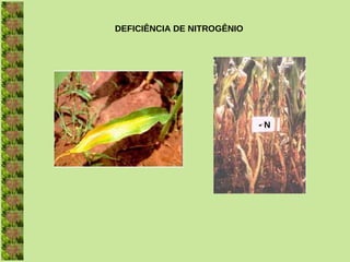 DEFICIÊNCIA DE NITROGÊNIO




                            - N
 