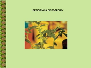 DEFICIÊNCIA DE FÓSFORO
 