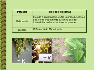 Potássio                   Principais sintomas

              Clorose e depois necrose das margens e pontas
              das folhas, inicialmente das mais velhas;
Deficiência   internódios mais curtos entre as plantas


 Excesso      Deficiência de Mg induzida
 