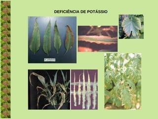 DEFICIÊNCIA DE POTÁSSIO
 