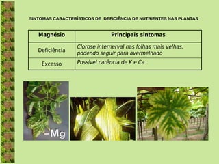 SINTOMAS CARACTERÍSTICOS DE  DEFICIÊNCIA DE NUTRIENTES NAS PLANTAS


   Magnésio                    Principais sintomas

                  Clorose internerval nas folhas mais velhas,
   Deficiência
                  podendo seguir para avermelhado
    Excesso       Possível carência de K e Ca
 