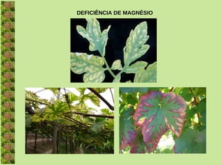 DEFICIÊNCIA DE MAGNÉSIO
 