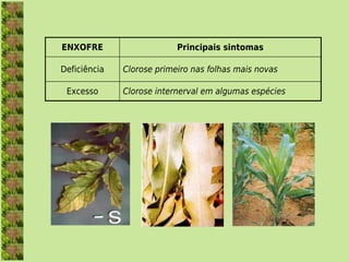 ENXOFRE                    Principais sintomas

Deficiência   Clorose primeiro nas folhas mais novas

 Excesso      Clorose internerval em algumas espécies
 