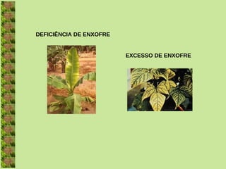 DEFICIÊNCIA DE ENXOFRE


                         EXCESSO DE ENXOFRE
 