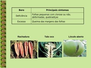 Boro                             Principais sintomas
                     Folhas pequenas com clorose ou não,
  Deficiência
                     deformadas, quebradiças
    Excesso          Queima das margens das folhas




      Rachadura                        Talo oco                       Lóculo aberto
 