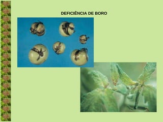DEFICIÊNCIA DE BORO
 