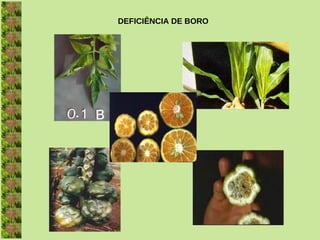 DEFICIÊNCIA DE BORO
 