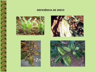 DEFICIÊNCIA DE ZINCO
 