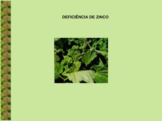 DEFICIÊNCIA DE ZINCO
 