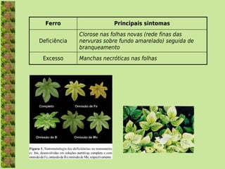 Ferro                    Principais sintomas
              Clorose nas folhas novas (rede finas das
Deficiência   nervuras sobre fundo amarelado) seguida de
              branqueamento
 Excesso      Manchas necróticas nas folhas
 
