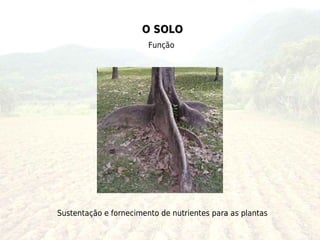 O SOLO
                        Função




Sustentação e fornecimento de nutrientes para as plantas
 