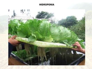 HIDROPONIA
 