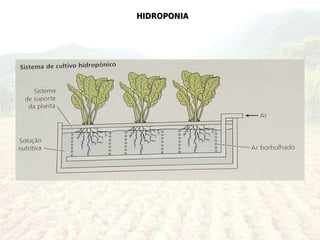HIDROPONIA
 