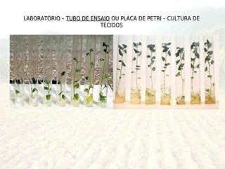 LABORATÓRIO – TUBO DE ENSAIO OU PLACA DE PETRI – CULTURA DE
                         TECIDOS
 