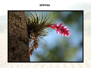 EPÍFITAS
 