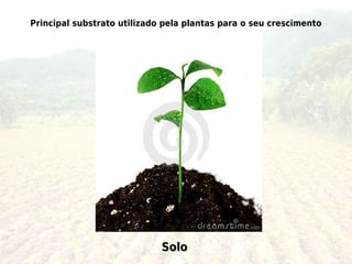 Principal substrato utilizado pela plantas para o seu crescimento




                             Solo
 