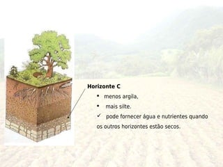 Horizonte C
    menos argila,
      mais silte.
    pode fornecer água e nutrientes quando
   os outros horizontes estão secos.
 