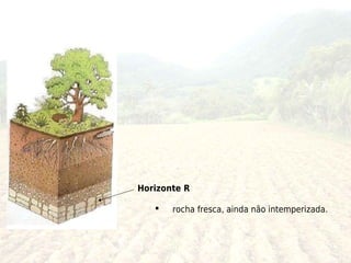 Horizonte R

      rocha fresca, ainda não intemperizada.
 