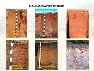 ALGUMAS CLASSES DE SOLOS




   Latossolo
Vermelho-amarelo                              Podzólico
                          Cambissolo




   Terra Roxa            Areia quartzosa
   estruturada                                Litossolo
 