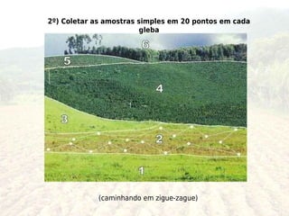 2º) Coletar as amostras simples em 20 pontos em cada
                         gleba




             (caminhando em zigue-zague)
 