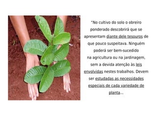 “No cultivo do solo o obreiro
   ponderado descobrirá que se
apresentam diante dele tesouros de
 que pouco suspeitava. Ninguém
     poderá ser bem-sucedido
 na agricultura ou na jardinagem,
   sem a devida atenção às leis
envolvidas nestes trabalhos. Devem
  ser estudadas as necessidades
  especiais de cada variedade de
             planta...
 