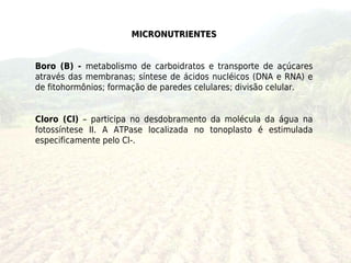 MICRONUTRIENTES


Boro (B) - metabolismo de carboidratos e transporte de açúcares
através das membranas; síntese de ácidos nucléicos (DNA e RNA) e
de fitohormônios; formação de paredes celulares; divisão celular.


Cloro (Cl) – participa no desdobramento da molécula da água na
fotossíntese II. A ATPase localizada no tonoplasto é estimulada
especificamente pelo Cl-.
 