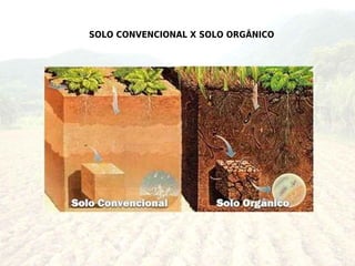 SOLO CONVENCIONAL X SOLO ORGÂNICO
 