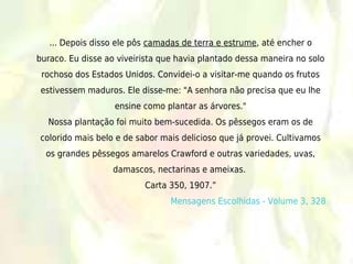 ... Depois disso ele pôs camadas de terra e estrume, até encher o
buraco. Eu disse ao viveirista que havia plantado dessa maneira no solo
 rochoso dos Estados Unidos. Convidei-o a visitar-me quando os frutos
 estivessem maduros. Ele disse-me: "A senhora não precisa que eu lhe
                   ensine como plantar as árvores."
  Nossa plantação foi muito bem-sucedida. Os pêssegos eram os de
colorido mais belo e de sabor mais delicioso que já provei. Cultivamos
  os grandes pêssegos amarelos Crawford e outras variedades, uvas,
                  damascos, nectarinas e ameixas.
                          Carta 350, 1907.”
                                 Mensagens Escolhidas - Volume 3, 328
 