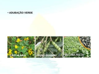 • • Adubação verde
  ADUBAÇÃO VERDE




 CROTALÁRIA          FEIJÃO GUANDU
 