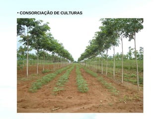 • CONSORCIAÇÃO DE CULTURAS
 