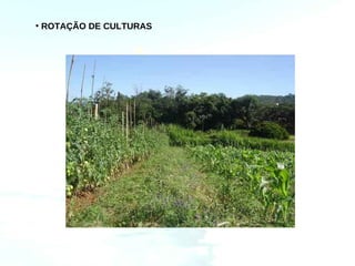• ROTAÇÃO DE CULTURAS
 