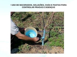 • USO DE MACERADOS, SOLUÇÕES, CHÁS E PASTAS PARA
           CONTROLAR PRAGAS E DOENÇAS
 